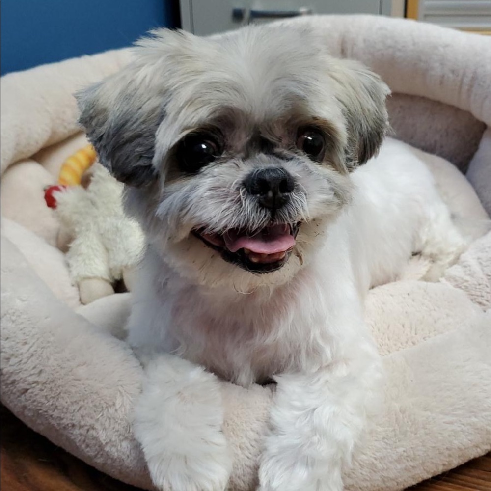 Meet your Posher, Martha